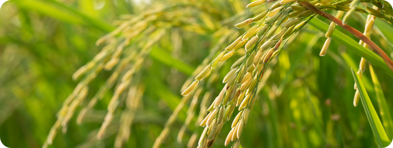 稲穂